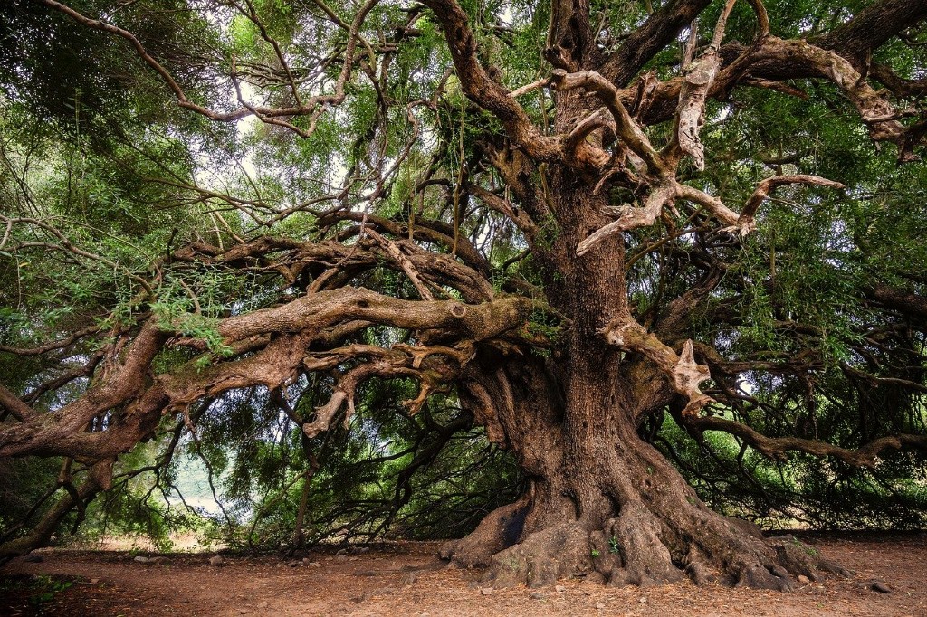 A centuries-old Italian olive tree