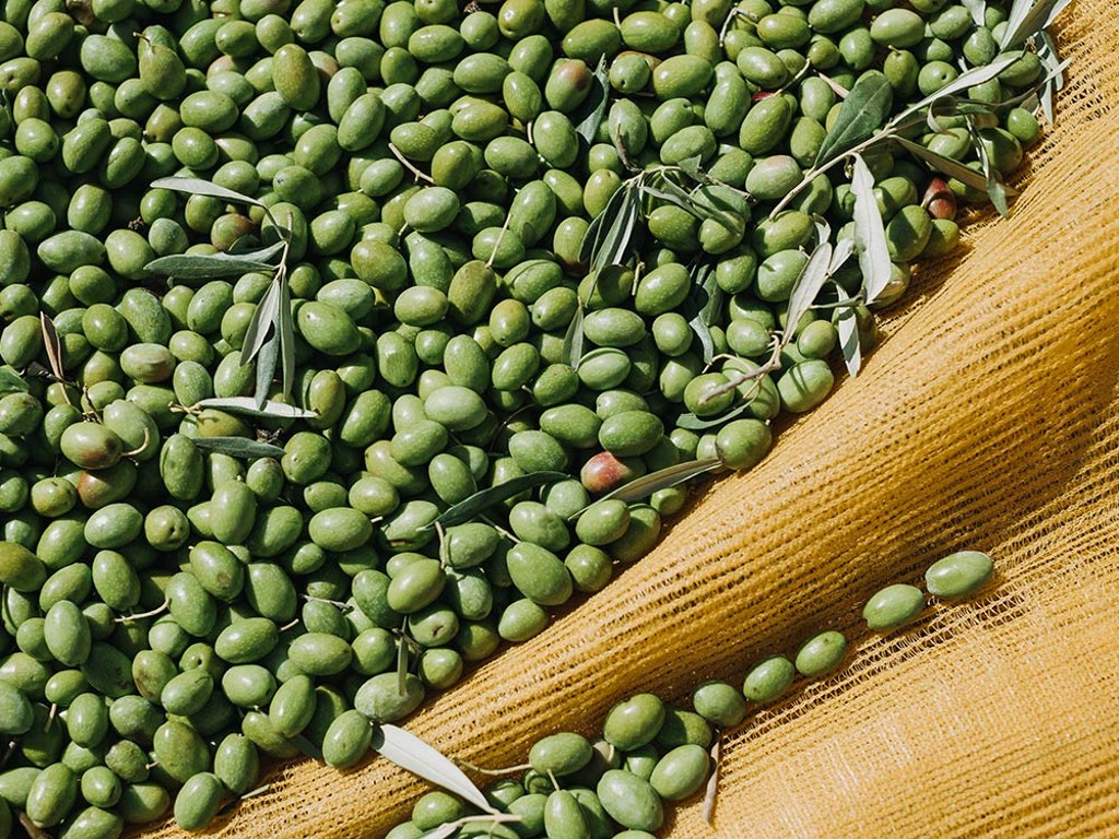 Coratina olives