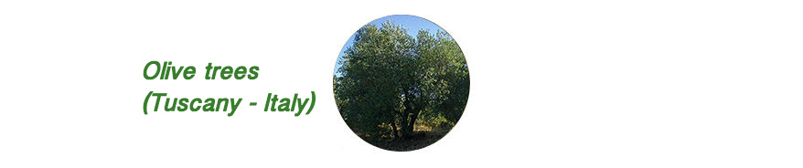 Olive tree Tuscany Italy