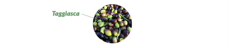 Black and green Taggiasca olives Liguria Italy