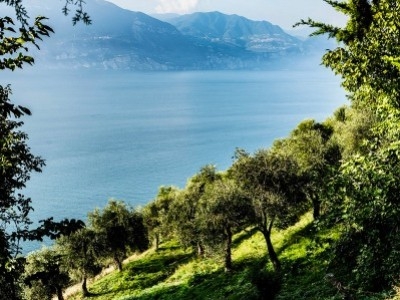 Italian olive oil from Lake Garda: extra virgin with unique taste